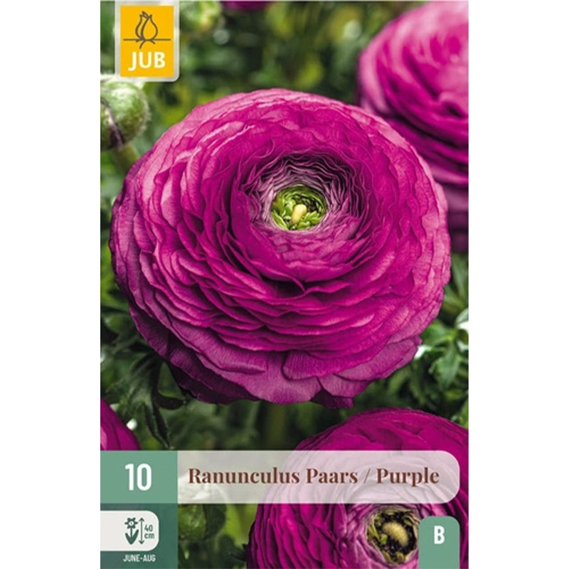 JUB Holland Ranunculus Paars - 10 st.