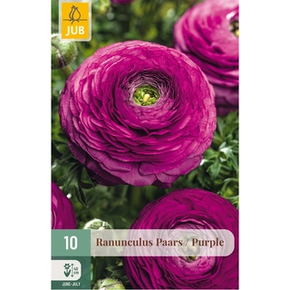 Ranunculus Paars 10 st.