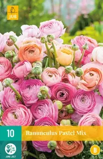JUB Holland Ranunculus Pastel Mix - 10 st.