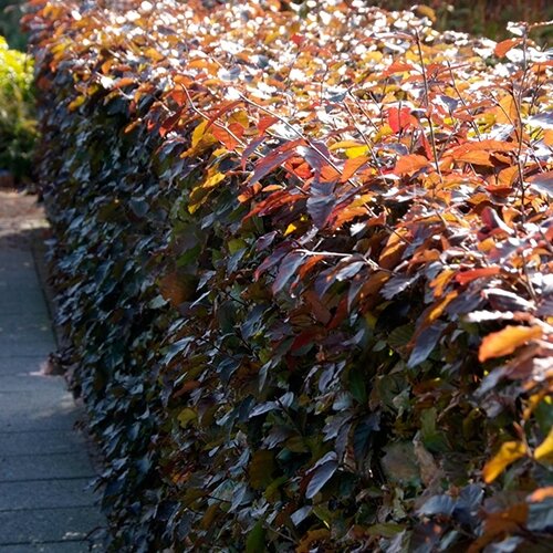 Rode beukenhaag 100-125 cm - afbeelding 2