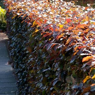 Rode beukenhaag 100-125 cm - afbeelding 2