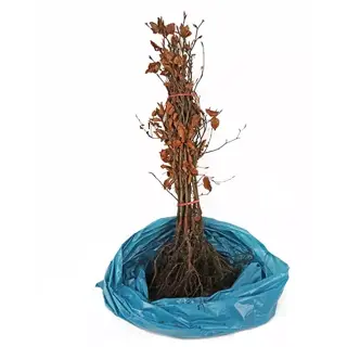 Rode beukenhaag 150-175 cm - afbeelding 2