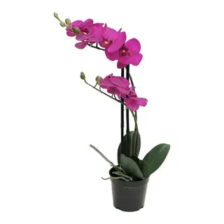 Nova Nature RT Phalaenopsis Bora x2 in pot 50 cm fuchsia