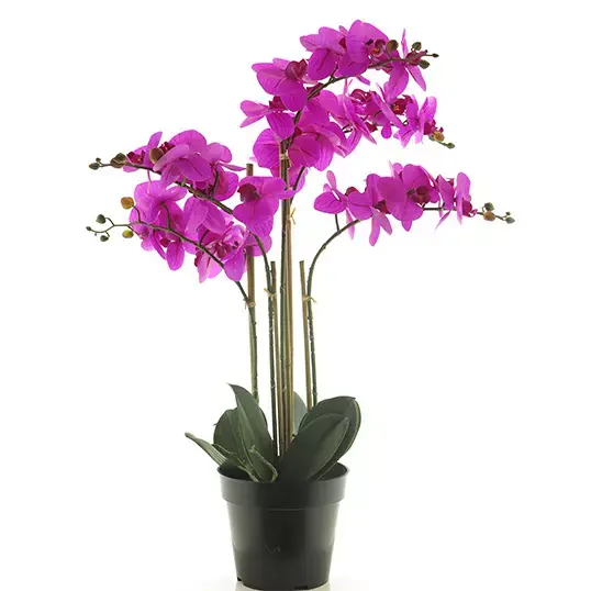 Nova Nature RT Phalaenopsis Bora x5 in pot 60 cm fuchsia