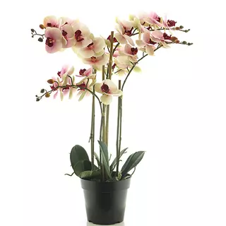 Nova Nature RT Phalaenopsis Bora x5 in pot 60 cm pink