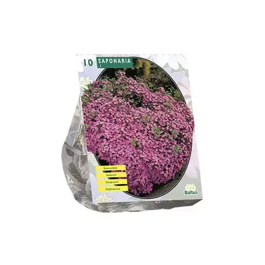 Baltus Saponaria Officinalis - 10 st.