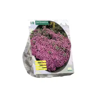 Baltus Saponaria Officinalis - 10 st.