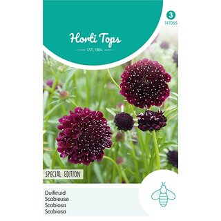 Horti TopsS Scabiosa, Duifkruid diep donkerpaars - afbeelding 1