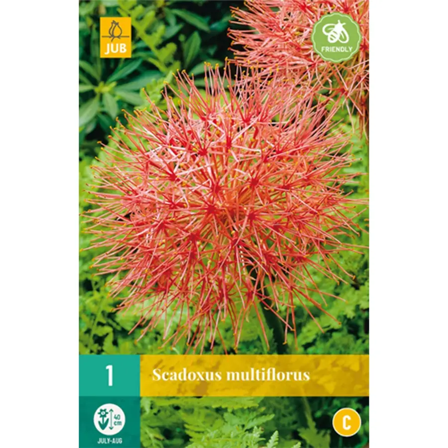 JUB Holland Scadoxus Multiflorus - 1 st.