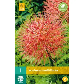 JUB Holland Scadoxus Multiflorus - 1 st.