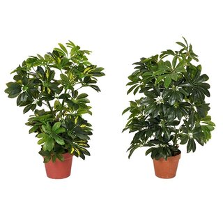Kunst Schefflera Arboricola - 65 cm