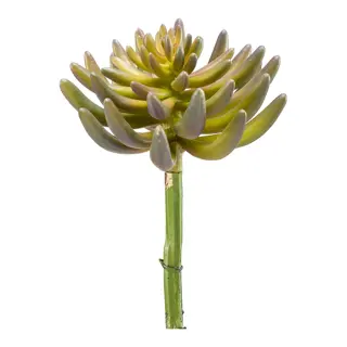 Kunst Sedum rupestre plant 14cm green