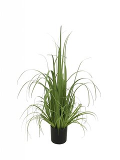 Siergras in pot 80 cm - groen