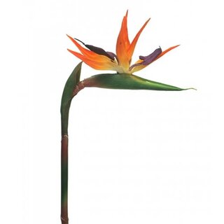Kunst Strelitzia Small 84 cm - Oranje