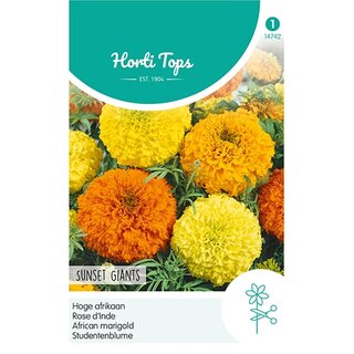 Horti Tops Tagetes, hoge Afrikaan Sunset Giants gemengd