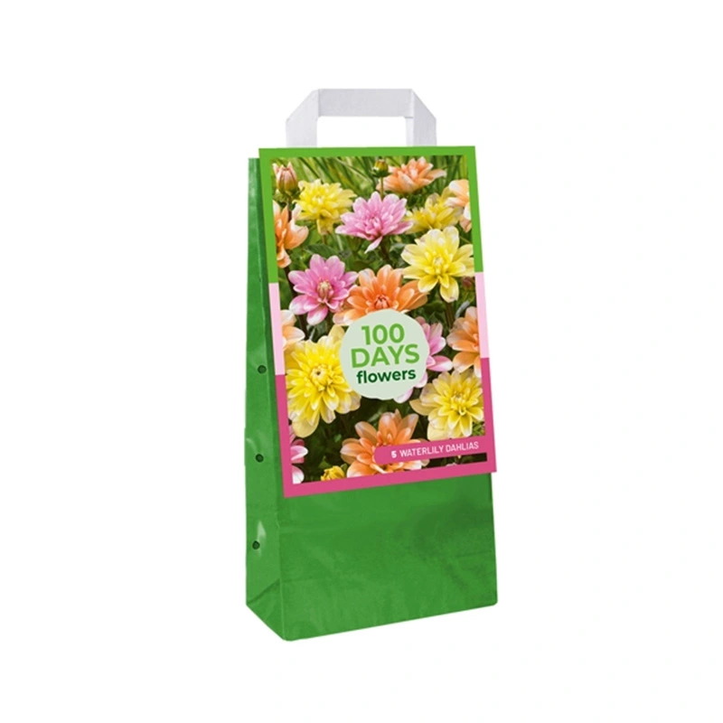 JUB Holland Dahlia Tas Waterlily Mix - 5 st.