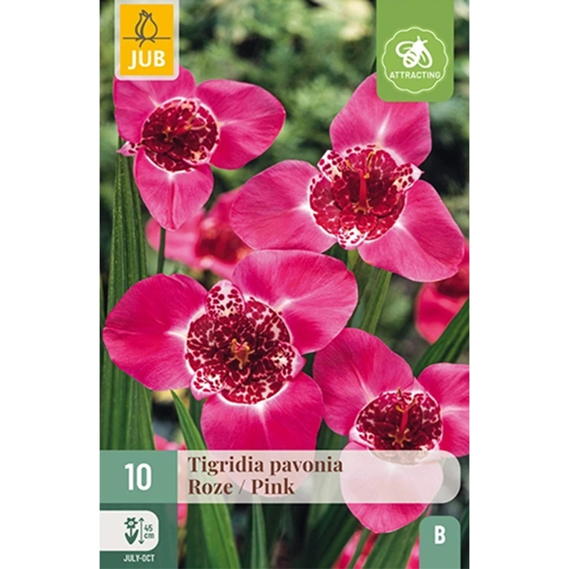 JUB Holland Tigridia Pavonia Roze - 10 st.