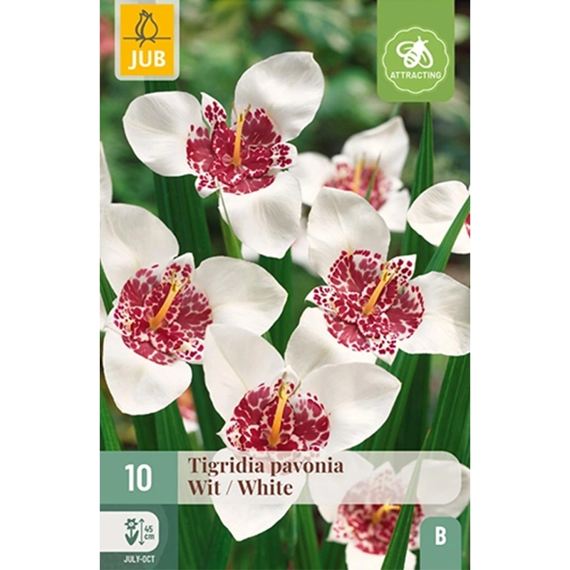 JUB Holland Tigridia Pavonia Wit - 10 st.