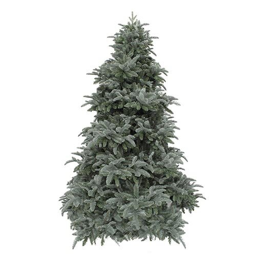 Triumph Tree Abies Nordmann deluxe Forest Blue - 230 cm