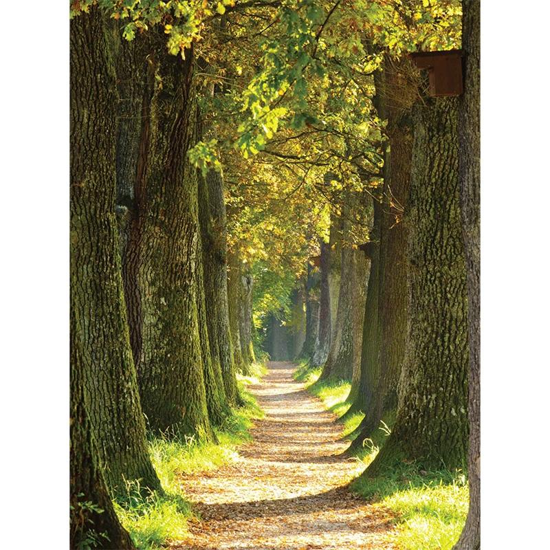 Tuinschilderij Bospad - 70x50 cm