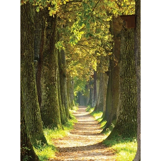 Tuinschilderij Bospad - 70x50 cm