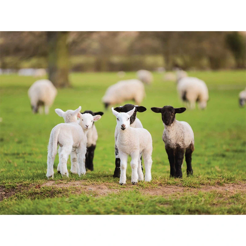 Tuinschilderij Lammetjes - 70x50 cm