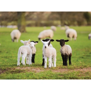 Tuinschilderij Lammetjes - 70x50 cm | De Boet