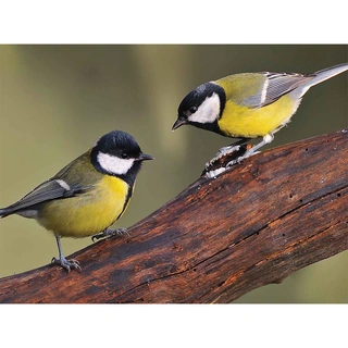 Tuinschilderij Mezen - 70x50 cm | Tuincentrum De Boet