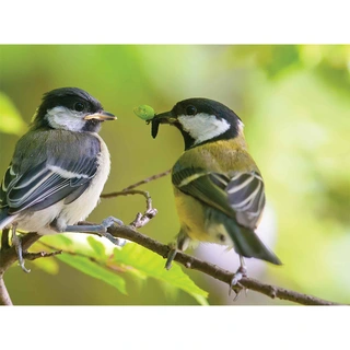 Tuinschilderij Mezen - 70x50 cm | Tuincentrum De Boet