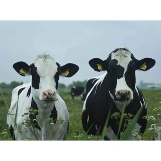 Tuinschilderij Rocky en Ronny - 70x50 cm | De Boet