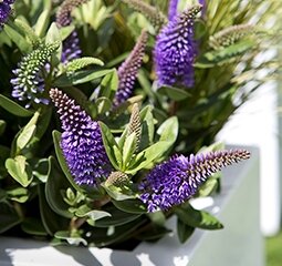 Tuinplanten