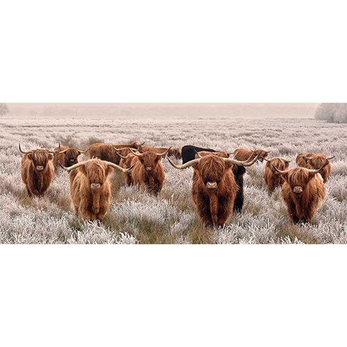 Tuinposter Longhorns 110x45 cm