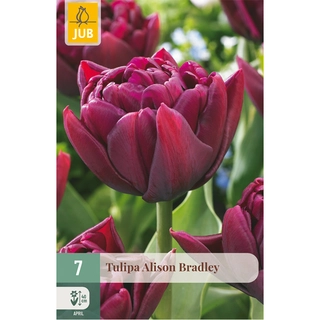 Tulipa Alison Bradley 7 st.