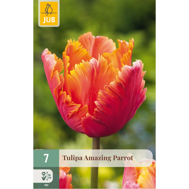 Tulipa Amazing Parrot 7 st.