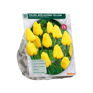 Tulp Apeldoorn Geel Darwin 10 st.