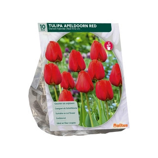 Tulp Apeldoorn Rood Darwin 10 st.