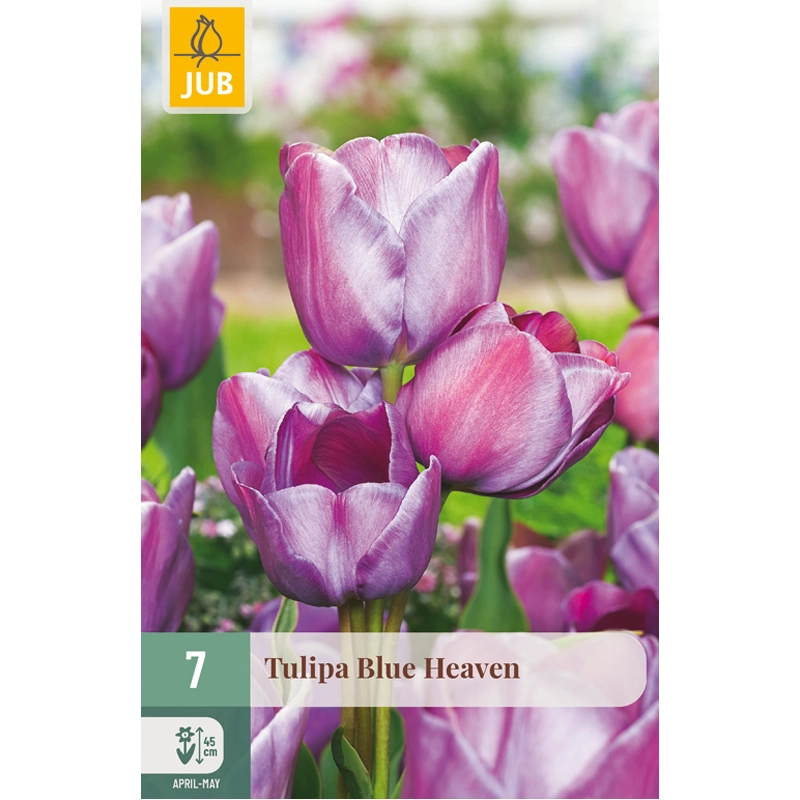 Tulipa Blue Heaven 7 st.
