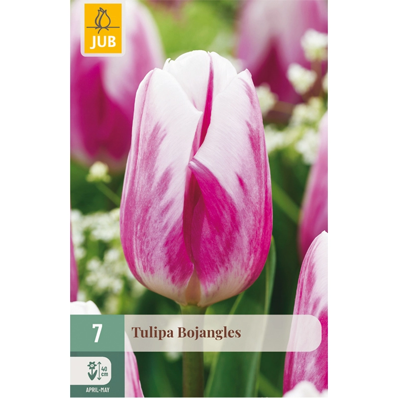 Tulipa Bojangles 7 st.