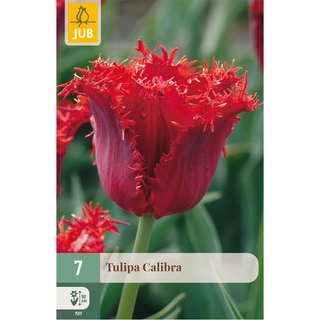 Tulipa Calibra 7 st.
