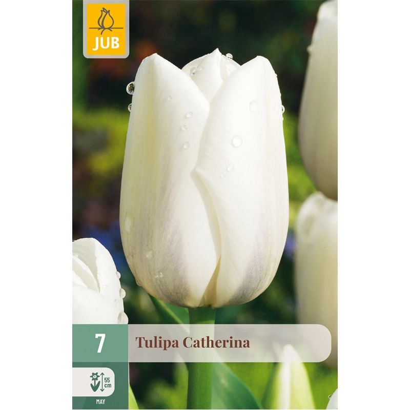 Tulipa Catherina 7 st.