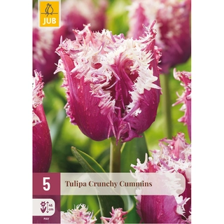 Tulipa Crunchy Cummins 5 st.