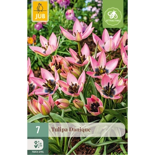 Tulipa Danique 7 st.