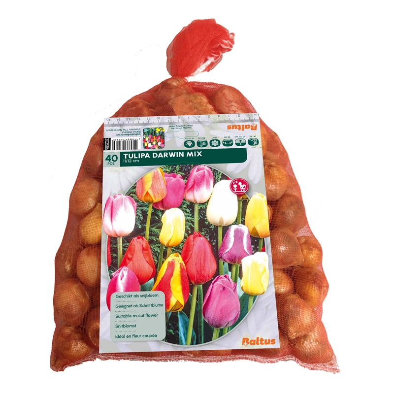 Tulp Darwin Mix in Gaasbaal 40 st.