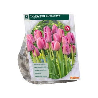Tulp Don Quichotte Triumph 12 st.