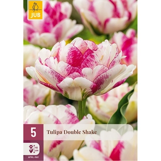 Tulipa Double Shake 5 st.