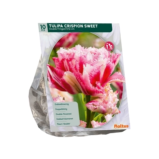 Tulp Dubbel Gefranjerd Crispion Sweet 10 st.