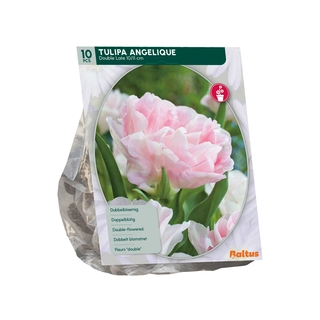Tulp Dubbel Laat Angelique 10 st.