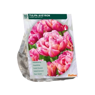 Tulp Dubbel Laat Aveyron 10 st.