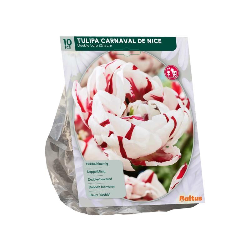 Tulp Dubbel Laat Carnaval de Nice 10 st.