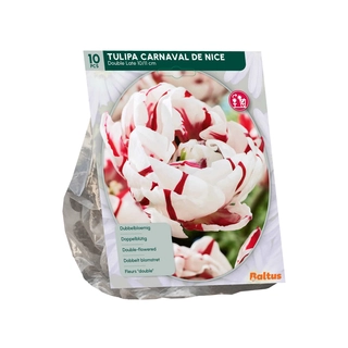 Tulp Dubbel Laat Carnaval de Nice 10 st.